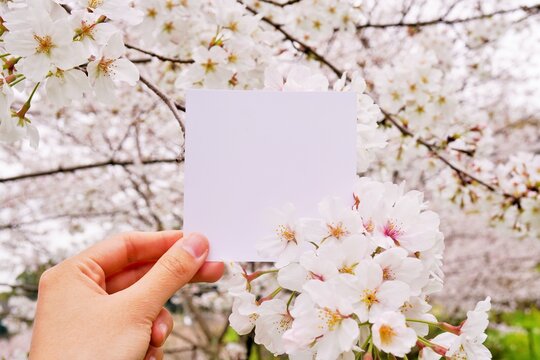 満開の桜の咲く枝と正方形の白いカードを持つ手のモックアップ	