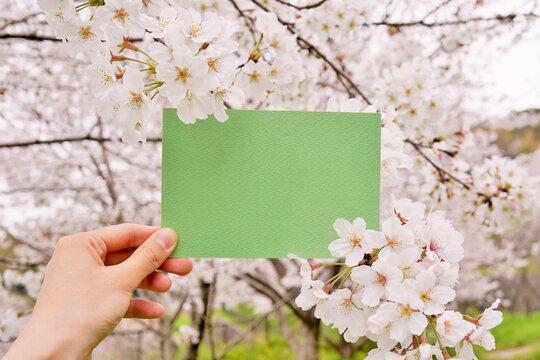 満開の桜の咲く枝と長方形の緑のフレームのモックアップ