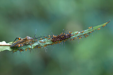 Incredible Mom of Insecta