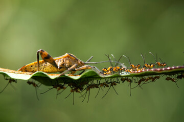 Incredible Mom of Insecta