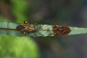 Incredible Mom of Insecta