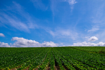 夏の上富良野町 青空と丘の風景