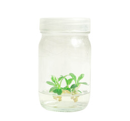 plant tissue culture on white background.white wizard