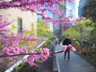 Cherry Blossoms New York City High Line, USA
