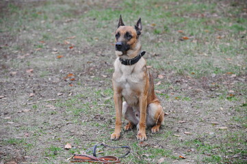 Service dogs on the territory of the cynological center.