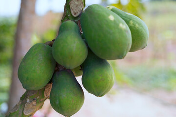 Papaya green fruits on tree with copy space