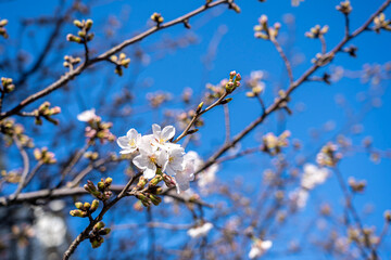 桜 Japan 2021 
Cherry Blossoms 2021 Japan