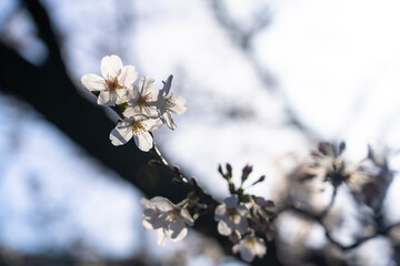 桜 Japan 2021 
Cherry Blossoms 2021 Japan