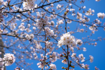 桜 Japan 2021 
Cherry Blossoms 2021 Japan