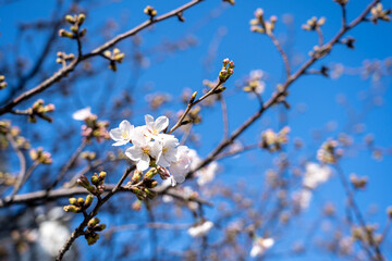 桜 Japan 2021 
Cherry Blossoms 2021 Japan