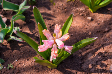Flower bed in garden. Beautiful spring flowers closeup. Light-pink Hyacinth (Latin: Hyacinthus). Selective focus. Soft blurry background.