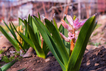 Obraz premium Flower bed in garden. Beautiful spring flowers closeup. Pink Hyacinth (Latin: Hyacinthus). Soft selective focus.