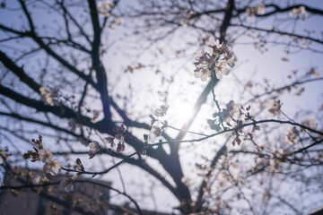 桜 Japan 2021 
Cherry Blossoms 2021 Japan