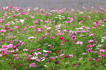 Close-up bright floral of summer in field. Beautiful pink and white cosmos flowers are blooming  with bright sky background.