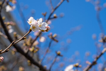 桜 Japan 2021 
Cherry Blossoms 2021 Japan