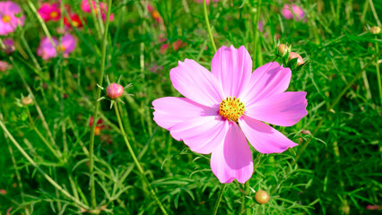 Close-up bright floral of summer in field. Beautiful pink and white cosmos flowers are blooming  with bright sky background.