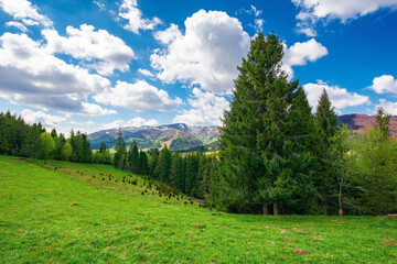 spruce trees on the grassy meadow. wonderful rural landscape in spring. snow capped mountains in the distance beneath a clouds on the blue sky. sunny weather