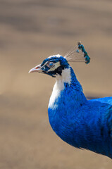Fototapeta premium portrait of a beautiful blue peacock, indian peafowl or common peafowl in captivity