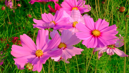 Close-up bright floral of summer in field. Beautiful pink and white cosmos flowers are blooming  with bright sky background.