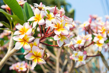 Tropical garden, Plumeria flower over blurred background , spring and summer season concept, outdoor day light, nature concept background