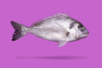 dorado fish levitating over pink background, raw seafood