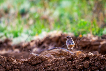 The calandra lark or Melanocorypha calandra or European calandra-lark