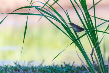 Reed warbler, Acrocephalus scirpaceus, single bird on branch