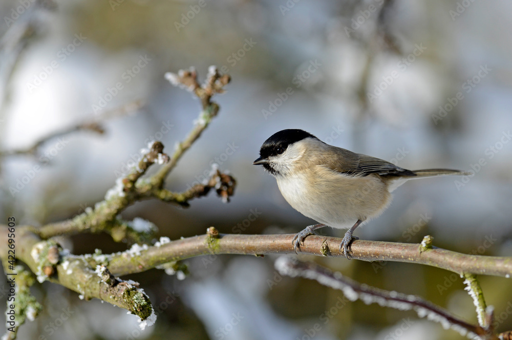 Poster Marsh tit // Sumpfmeise (Poecile palustris)