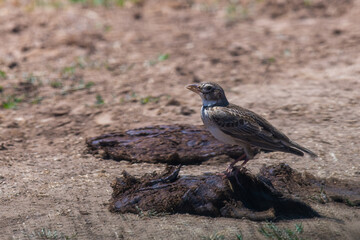 Calandra Lark or Melanocorypha calandra, adult bird in wild nature