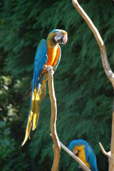 Papagei blau und gelb auf Ast