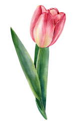 Tulip flower on isolated white background, watercolor botanical illustration
