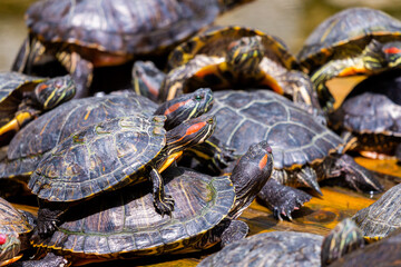Fototapeta premium Group of red-eared slider or Trachemys scripta elegans in pool. Dozens of yellow-bellied slider turtles sunning on a wooden surface