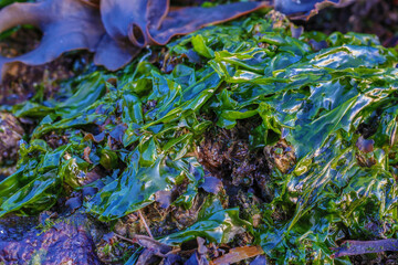 water drops on a leaf