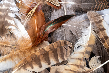 Detail shot of jumbled different bird feathers