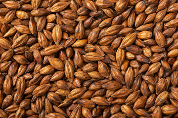 food background of Barley Tea, top view