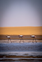 Flamingos in front of the dunes of the namib in namibia