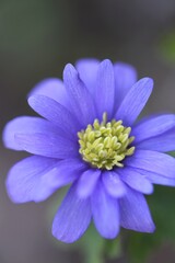 Obraz premium Blue anemones flowers close-up on blurred background. Spring flowers.Beautiful spring flower background