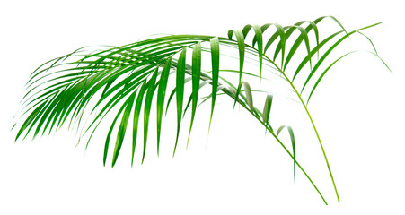 Fototapeta na wymiar green palm leaves isolated on white background