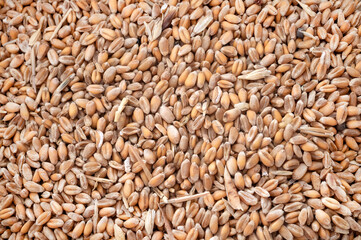 wheat in studio