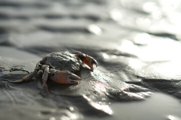 Crab