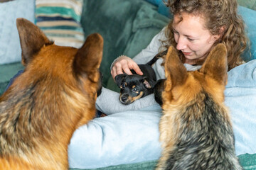 Young woman is sitting on the sofa with her little Jack Russell Terrier puppy in her arms. Two out of focus German Shepherds are looking curiously at the puppy. Selective focus