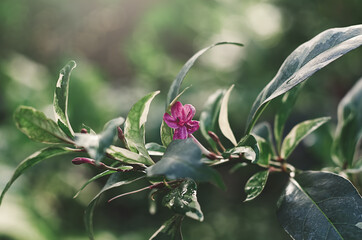 pink rhododendron flower on a branch with green leaves