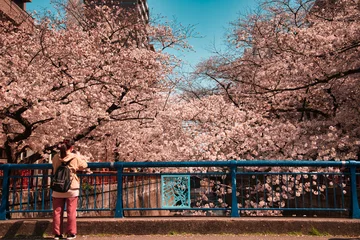 Tuinposter 目黒河と桜 © 尚吉 鈴木