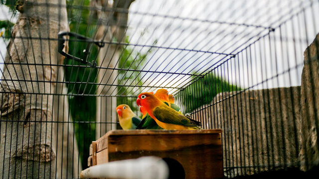 Parakeets in cage
