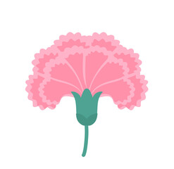 pink carnation flower vector illustration