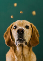 Perro labrador mirando alimento balanceado. Dieta canina. perro entrenado. premio