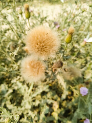 Closeup of white dandelions. Cotton flower natural beautiful colorful. cactus with throns.
