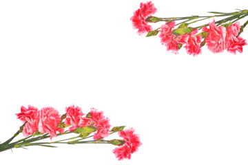 カーネーション　白バック　