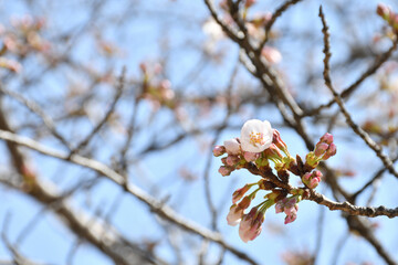 桜の花　咲き始め　つぼみ
