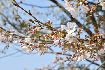 桜の花　咲き始め　つぼみ